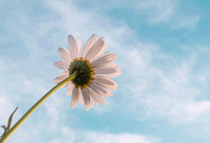 蘑菇视频对比后选择建议深度解析:实测总结